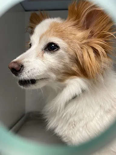 Centrum Leczenia Zwierząt "FIVET"